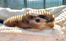 Shihpoo perros en venta: Shihpoo disponible  - Imagen 6