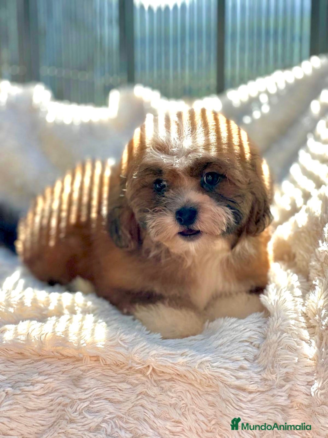 Shihpoo perros en venta: Shihpoo disponible  - Imagen 6