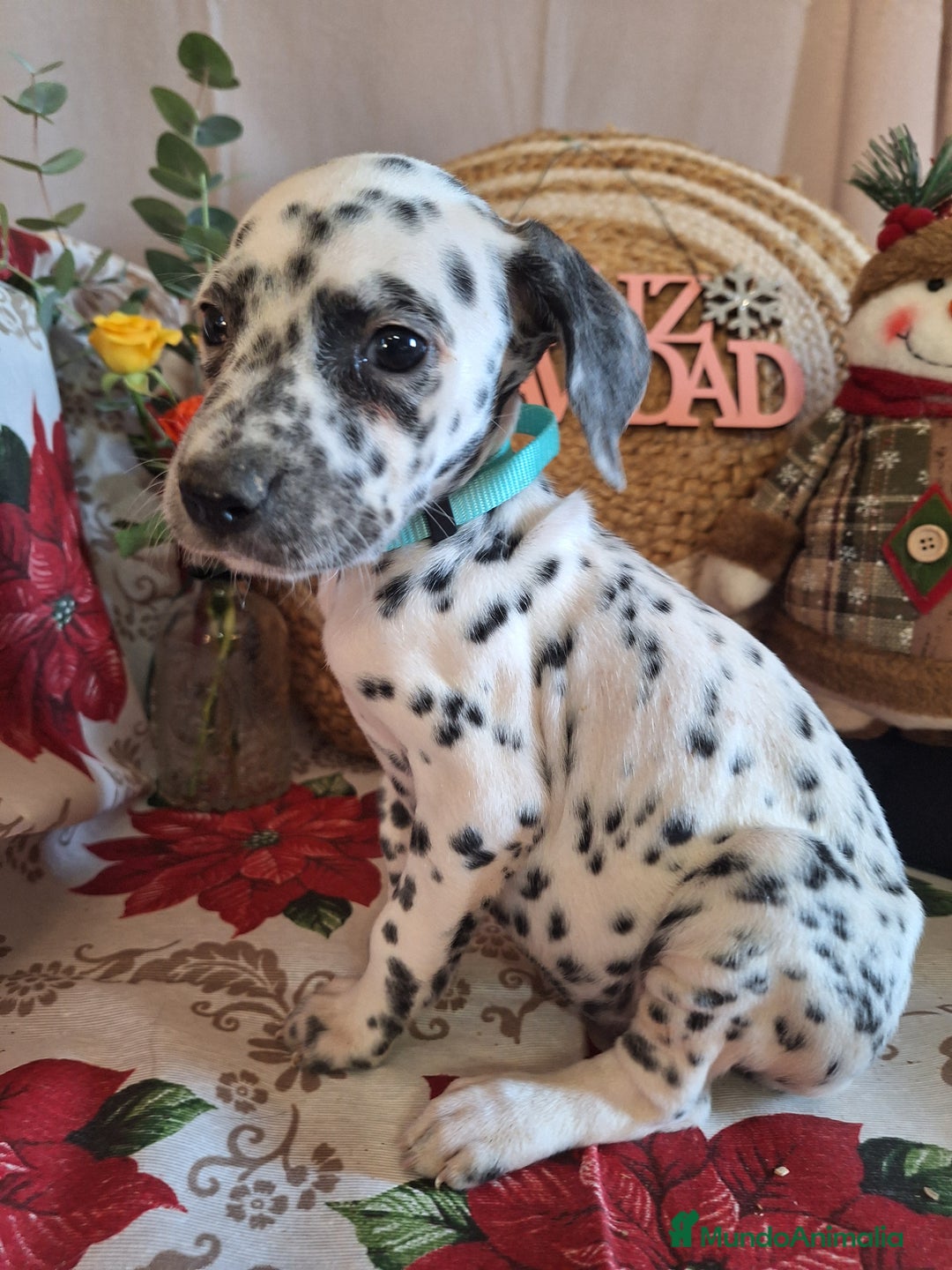 Dálmata perros en venta: DALMATA  - Anuncio 9