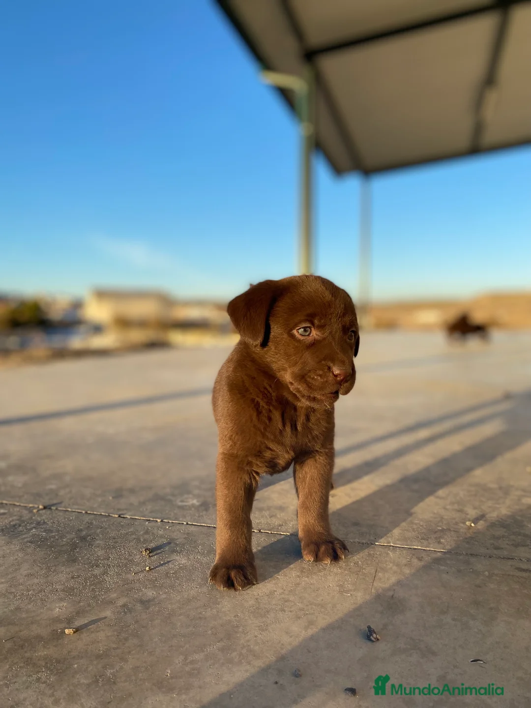 Labrador Retriever perros en venta: Hembra chocolate Labrador Retriever  - Anuncio 3