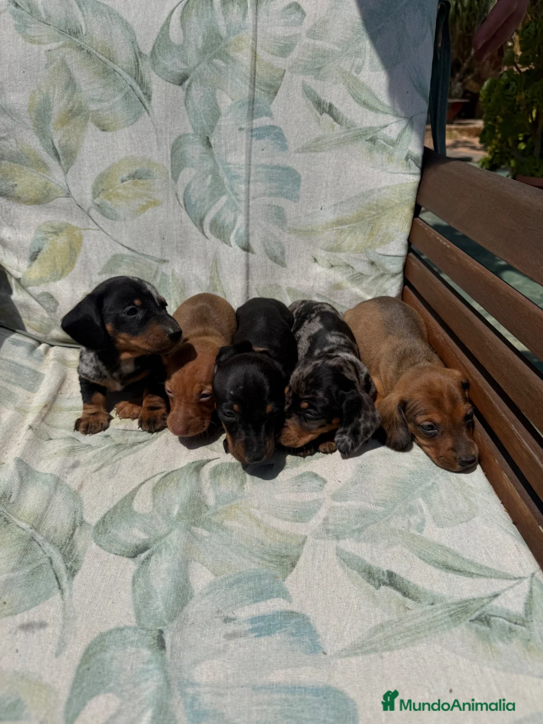 Teckel perros en venta: Teckel kaninchen - Anuncio 1