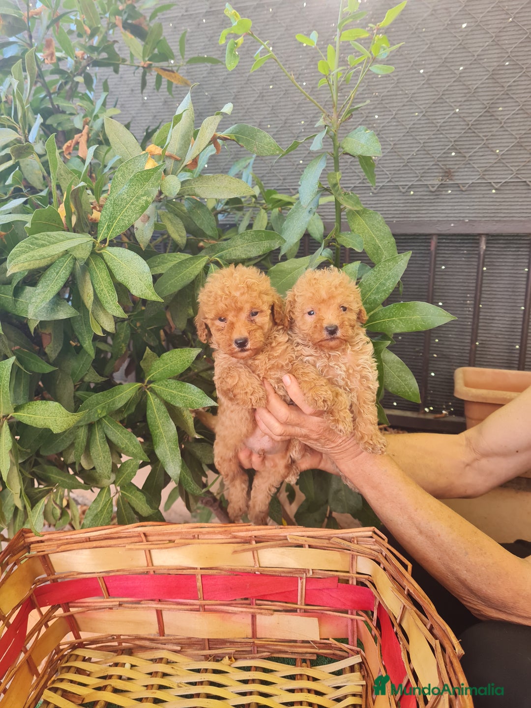 Caniche Toy perros en venta: Caniche toy - Imagen 3