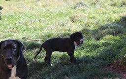 Dogo Alemán perros en venta: Dogo alemán/ gran danés disponibles - Imagen 9