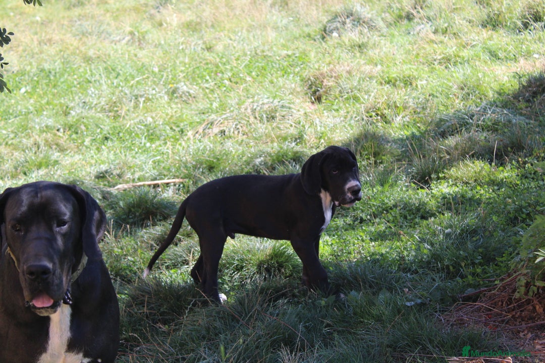 Dogo Alemán perros en venta: Dogo alemán/ gran danés disponibles - Imagen 9