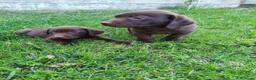 Labrador Retriever perros en venta: labrador chocolate  - Anuncio 1