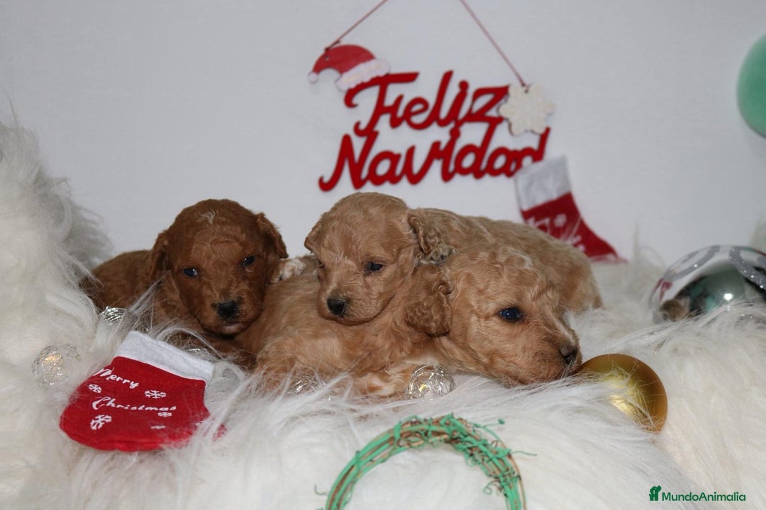 Caniche Toy perros en venta: Caniche toy - Anuncio 10
