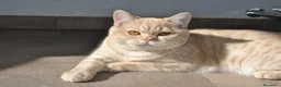 Scottish Straight gatos en venta: Gatos Scottish Straight-Fold  - Anuncio 20