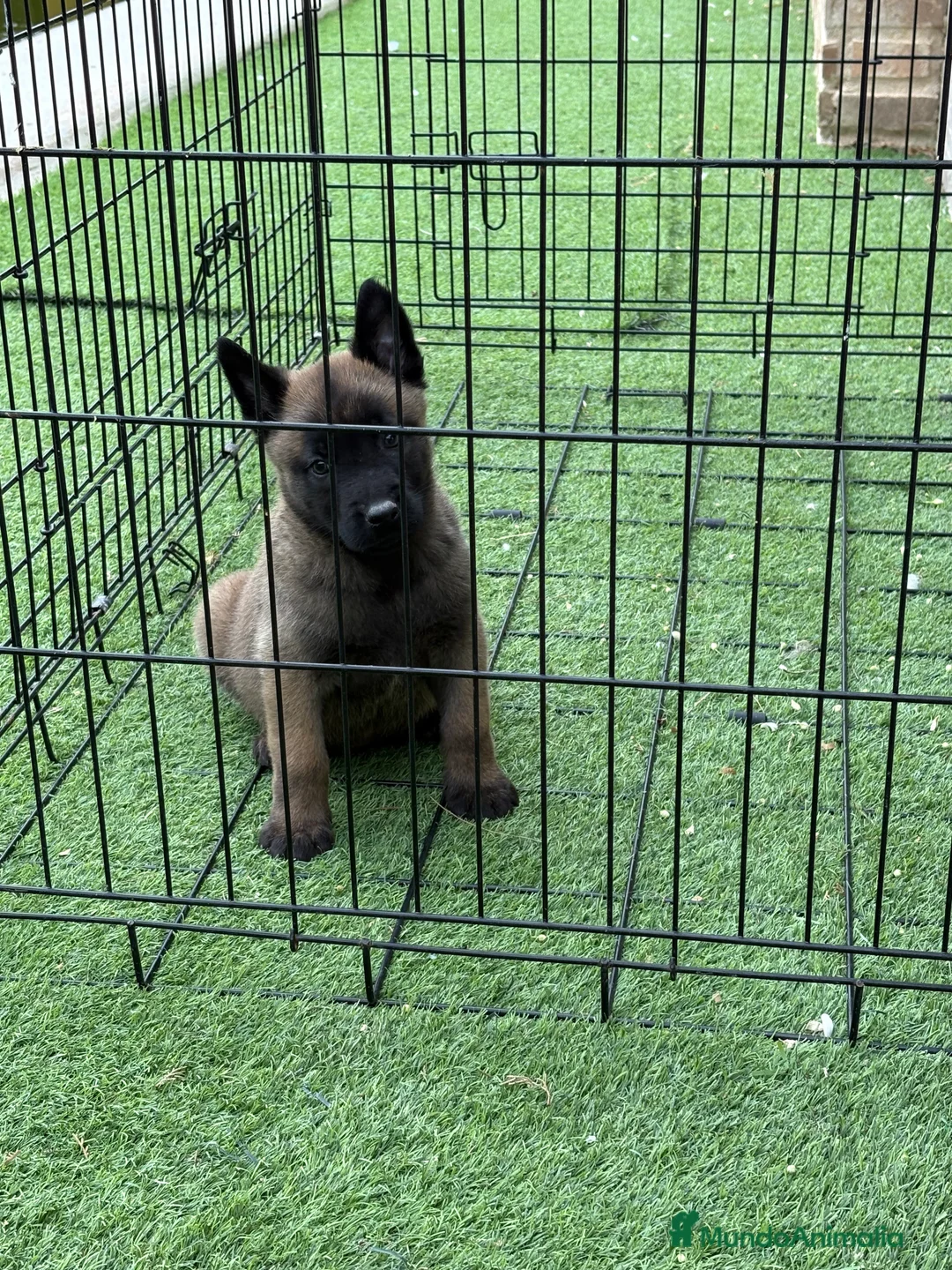 Pastor Belga Malinois perros en venta: Cachorro de Malinois  - Anuncio 7