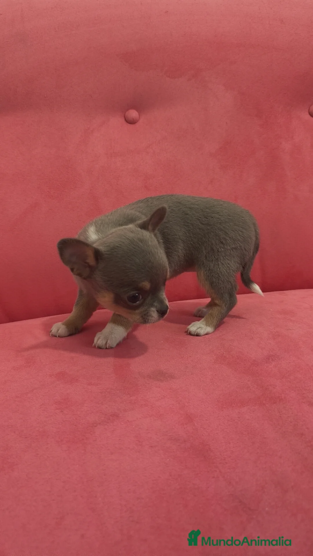 Chihuahua perros en venta: Chihuahua Toy Blue tricolor hembra especial  - Anuncio 2