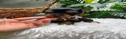 Yorkshire Terrier perros en venta: YORKSHIRE TERRIER HEMBRAS - Anuncio 2