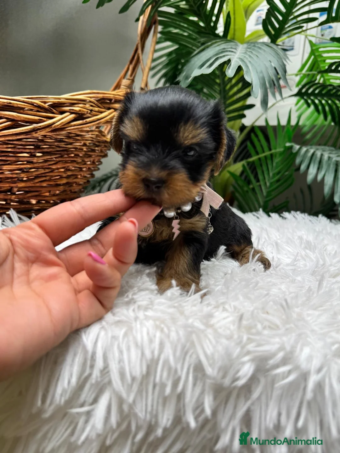 Yorkshire Terrier perros en venta: YORKSHIRE TERRIER HEMBRAS - Anuncio 2