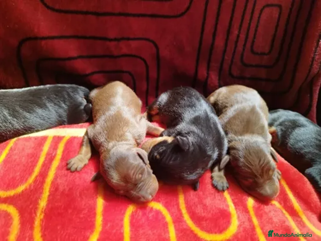 Pinscher Miniatura perros en venta: Bebés Pinscher  - Anuncio 2