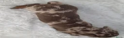 Teckel Miniatura perros en venta: Teckel arlequin chocolate - Anuncio 2