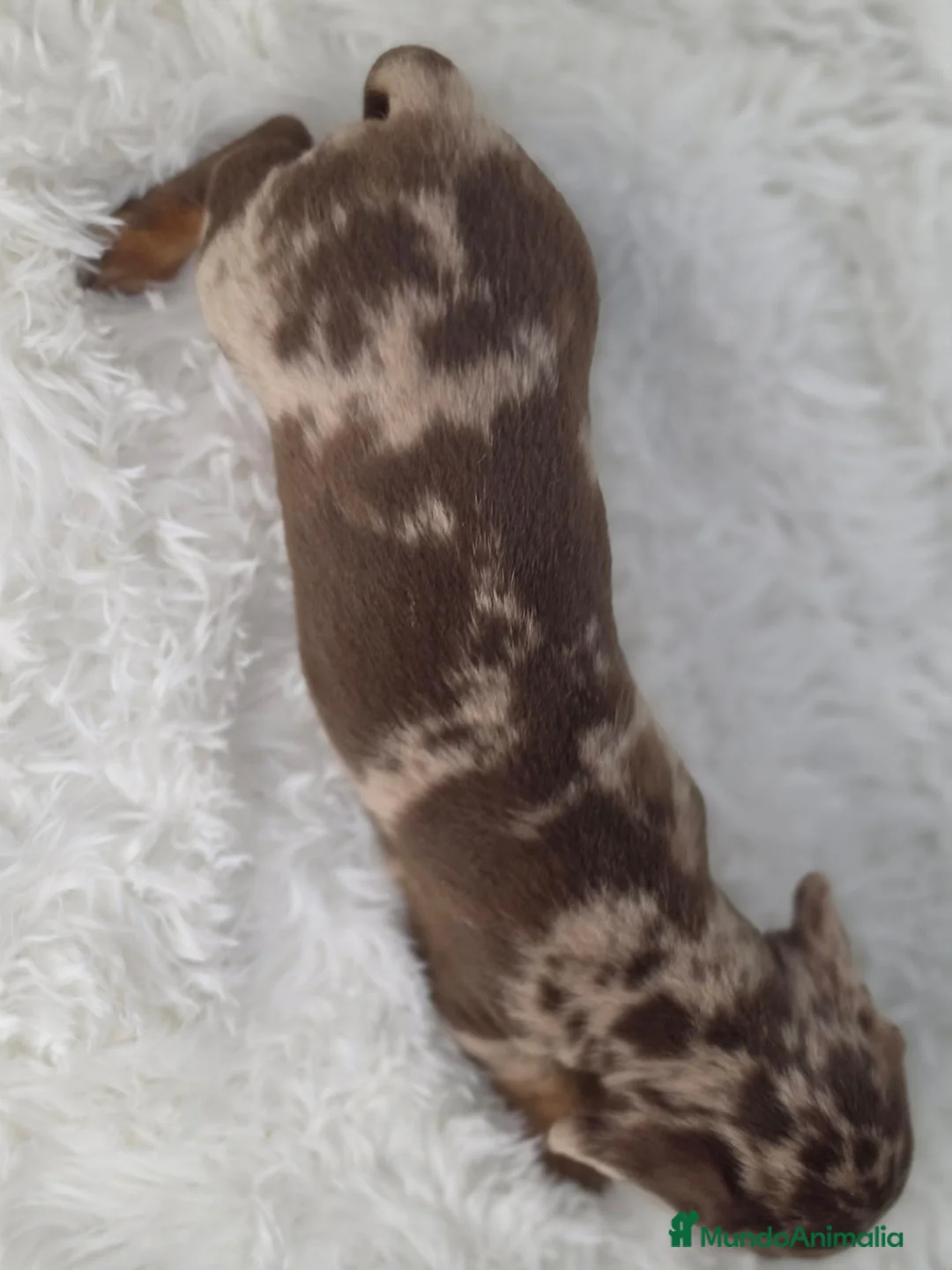 Teckel Miniatura perros en venta: Teckel arlequin chocolate - Anuncio 2