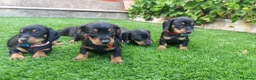 Teckel perros en venta: Preciosos Teckel negro fuego  - Anuncio 6