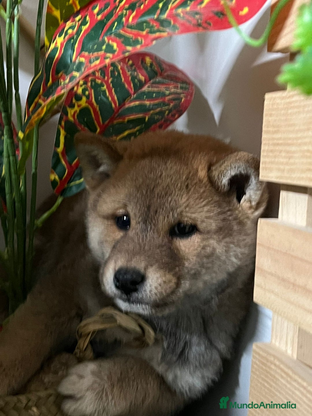 Shiba Inu perros en venta: SHIBA INU - Anuncio 5