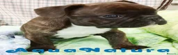 Bulldog Francés perros en venta: Camada BULLDOG FRANCES disponible - AQUANATURA en Barcelona - Anuncio 5