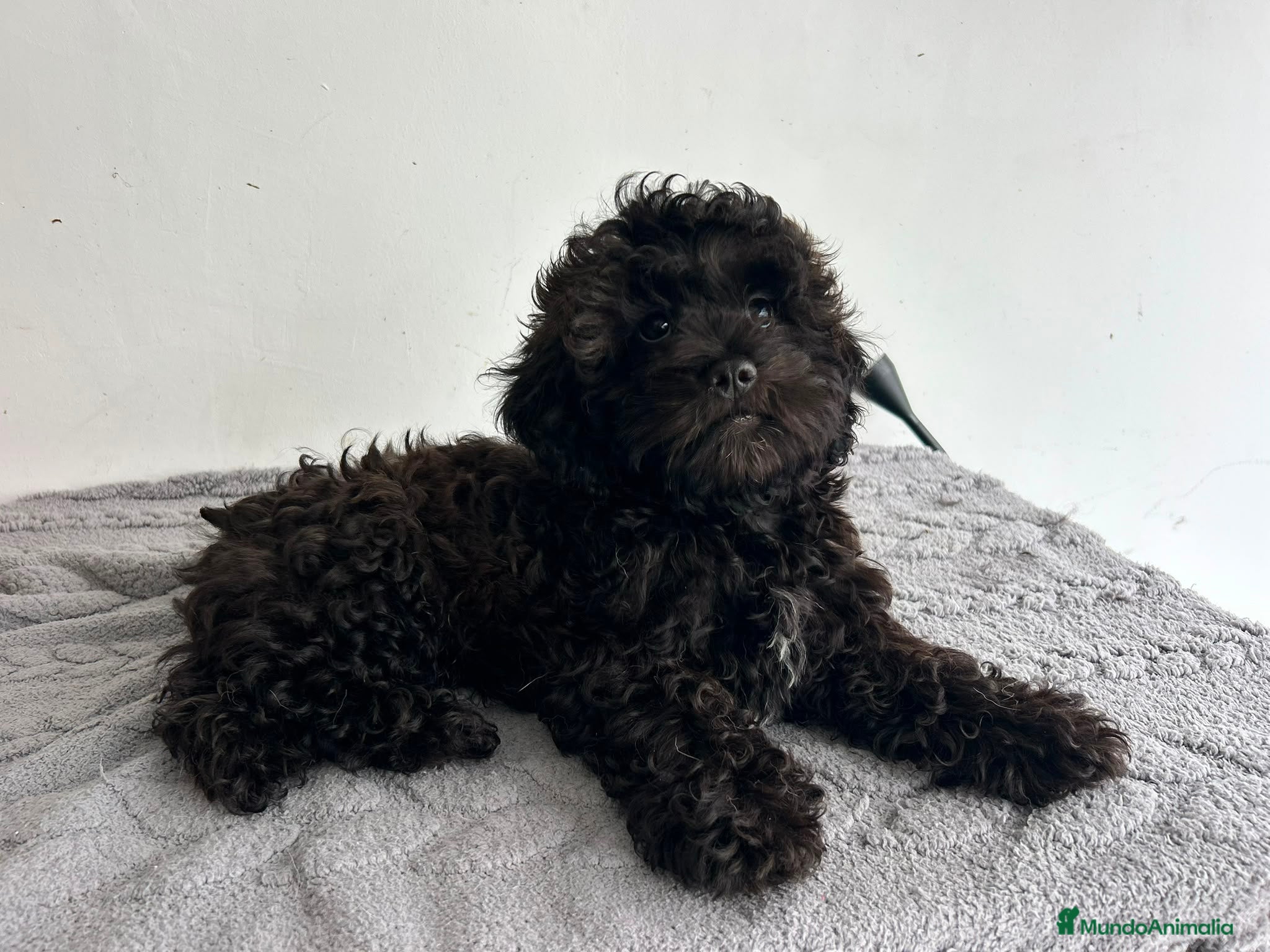 Maltipoo perros Maltipoo mini  - Anuncio 2