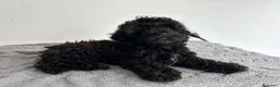Maltipoo perros en venta: Maltipoo mini  - Anuncio 1