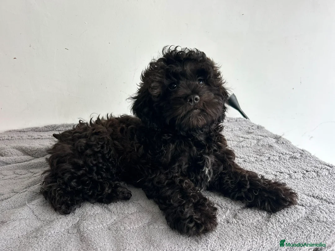 Maltipoo perros en venta: Maltipoo mini  - Anuncio 1