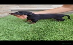 Dobermann perros en venta: Doberman  - Imagen 6