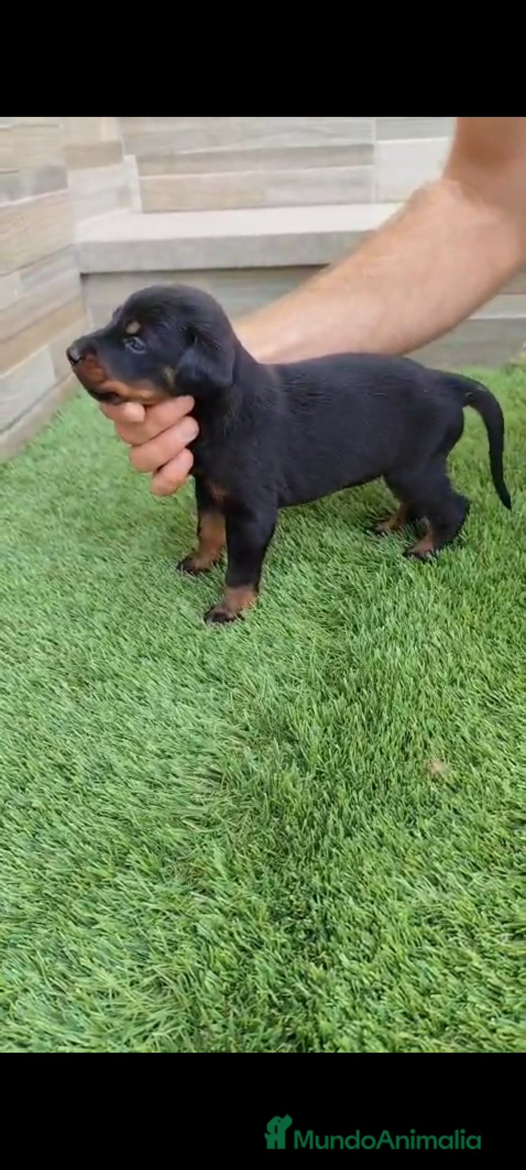 Dobermann perros en venta: Doberman  - Imagen 6