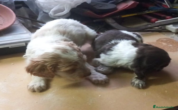 Épagneul Breton perros - Anuncio 15