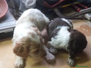 Épagneul Breton perros - Anuncio 31