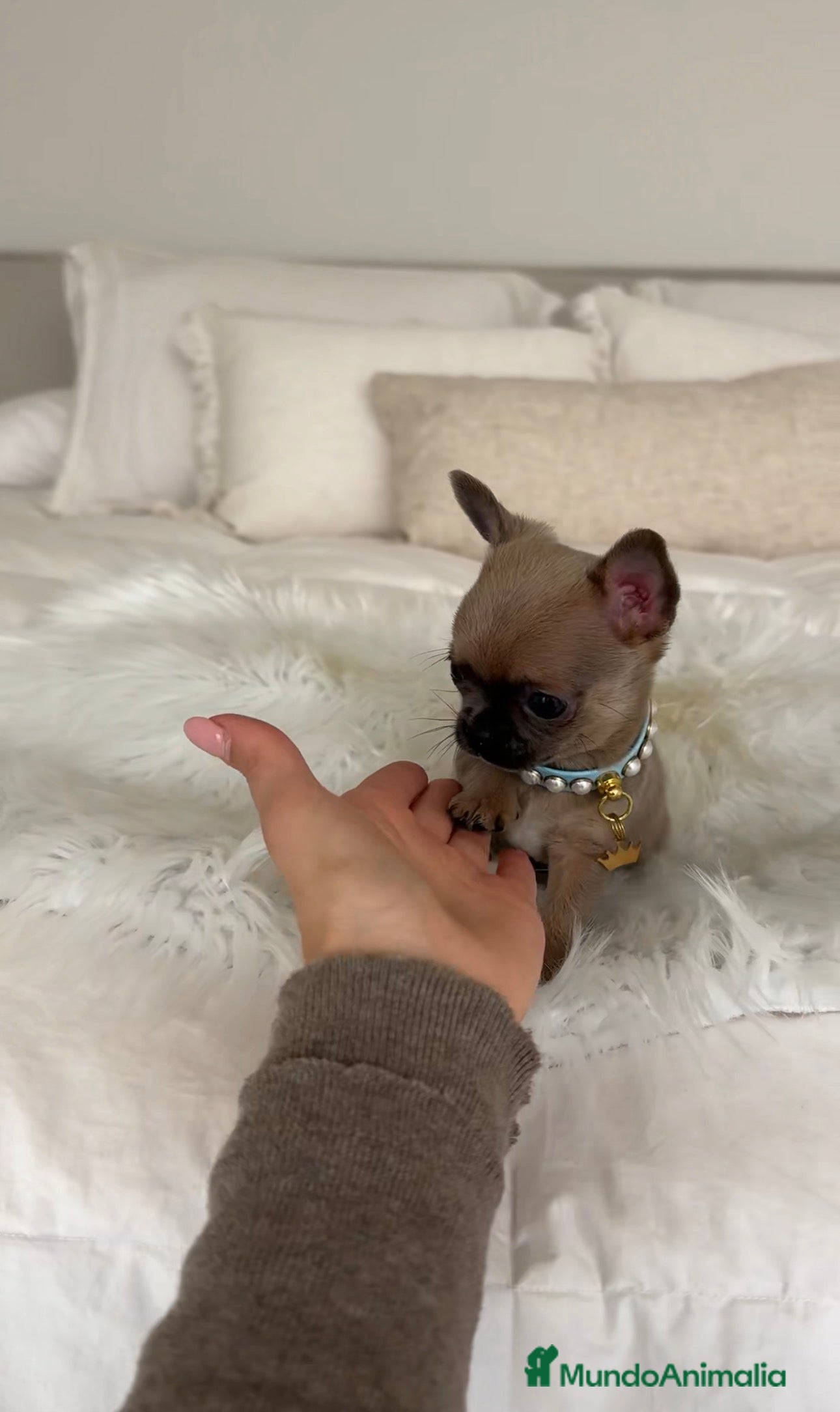 Chihuahua perros Chihuahua toy - Anuncio 1