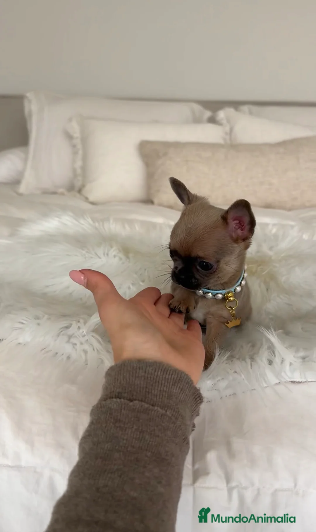 Chihuahua perros en venta: Chihuahua toy - Anuncio 1