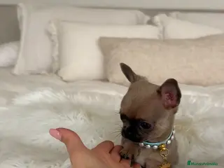 Chihuahua perros Chihuahua toy - Anuncio 1