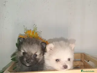 Pomerania perros Pomerania toy - Anuncio 3