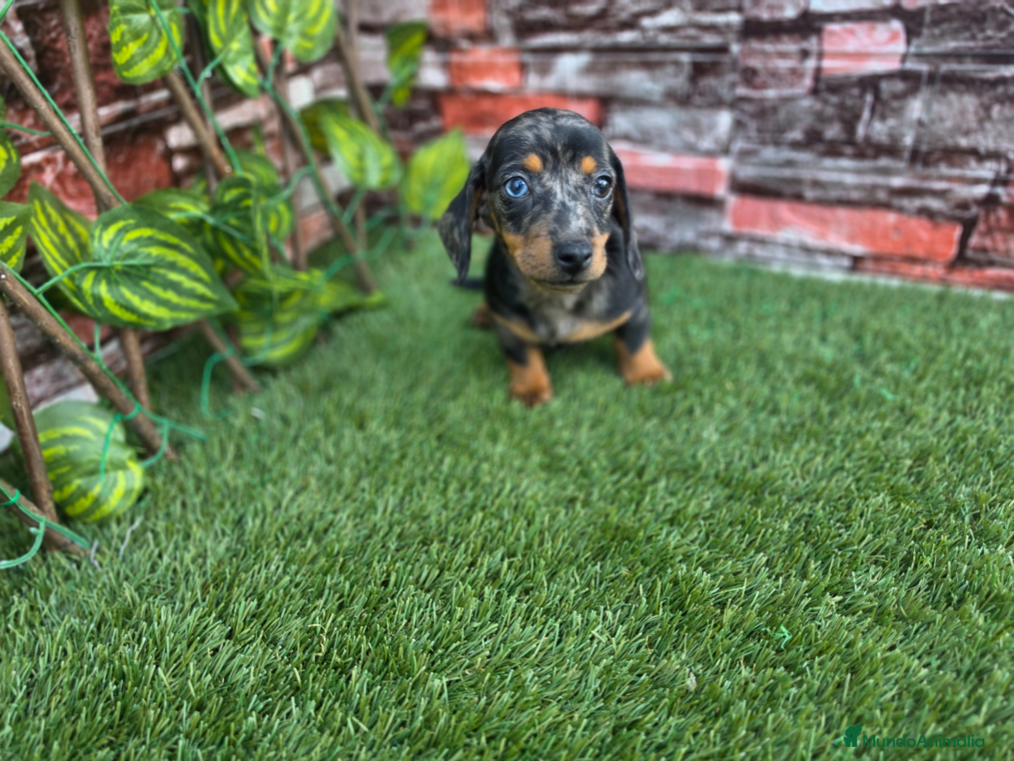 Teckel perros TECKEL KANNINCHEN & MINI ARLEQUIN - Anuncio 1