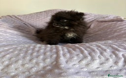 Pomerania perros en venta: Lulu pomerania MICRO  - Imagen 2