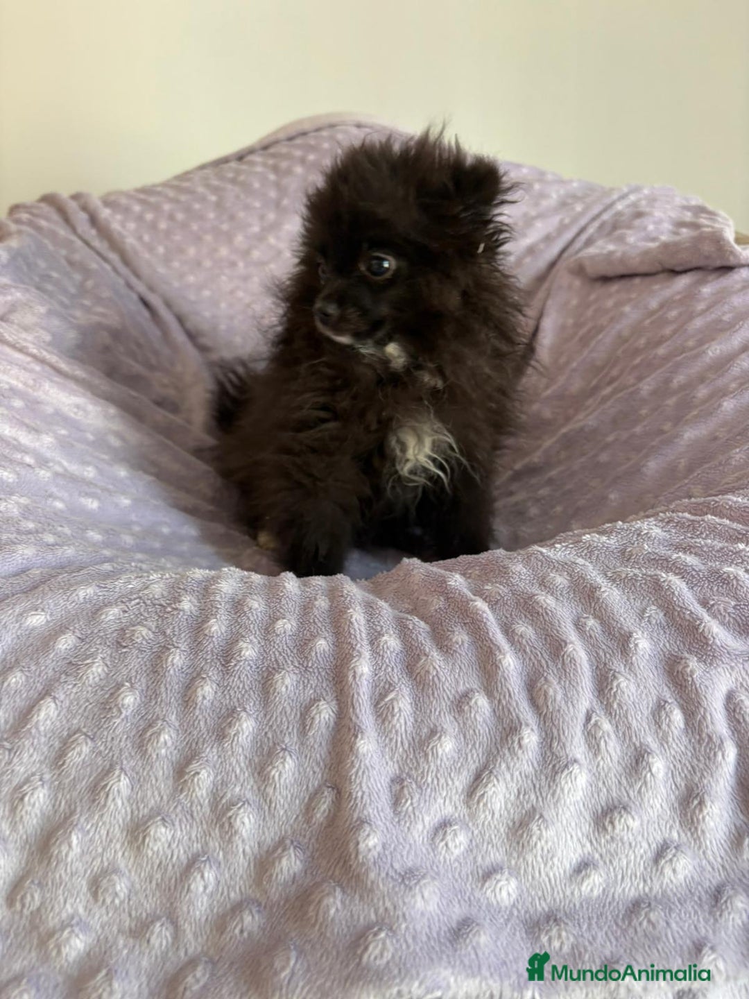 Pomerania perros en venta: Lulu pomerania MICRO  - Imagen 2