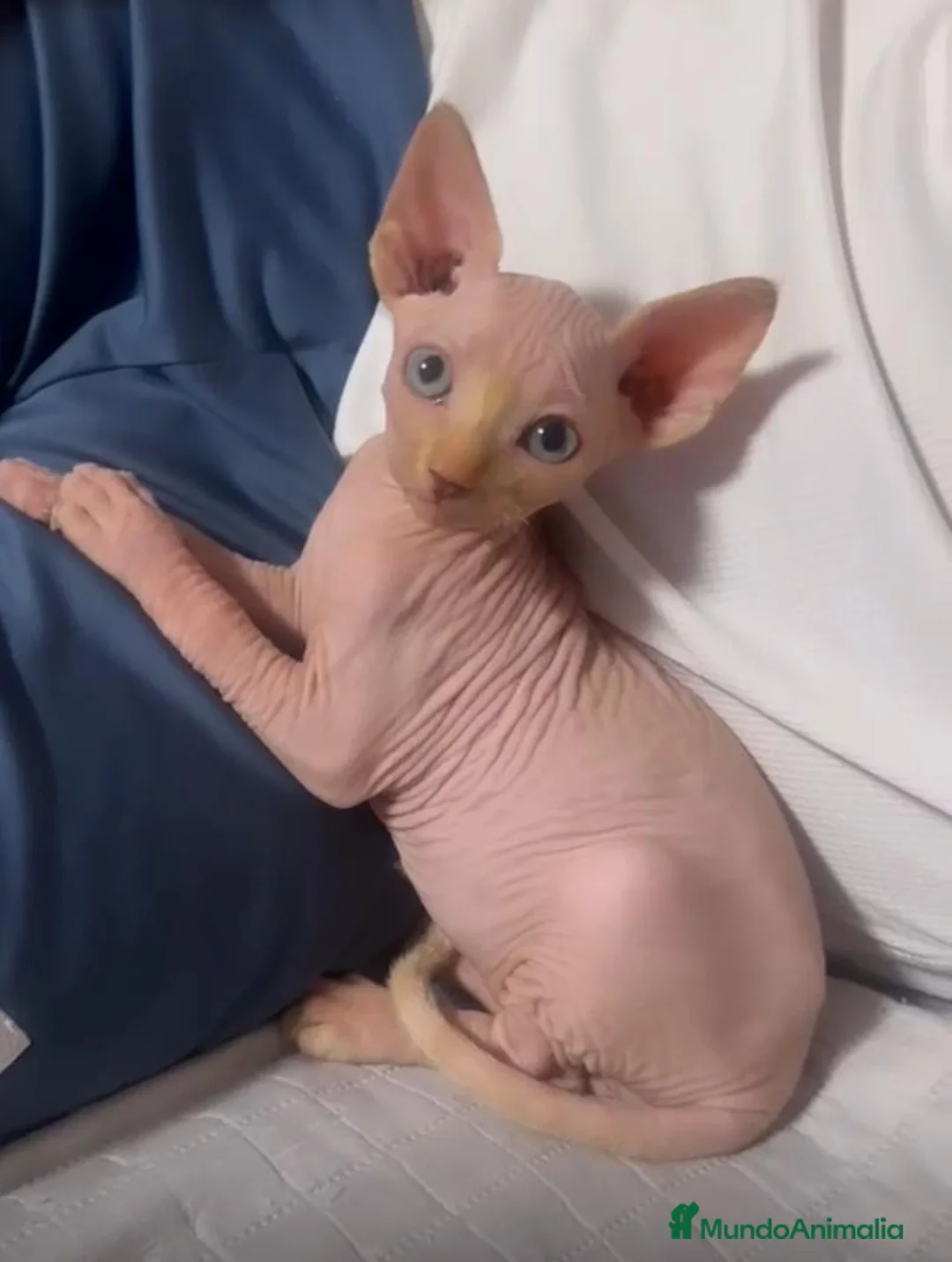 Sphynx gatos en venta: Gatito Sphynx de raza pura  - Anuncio 2