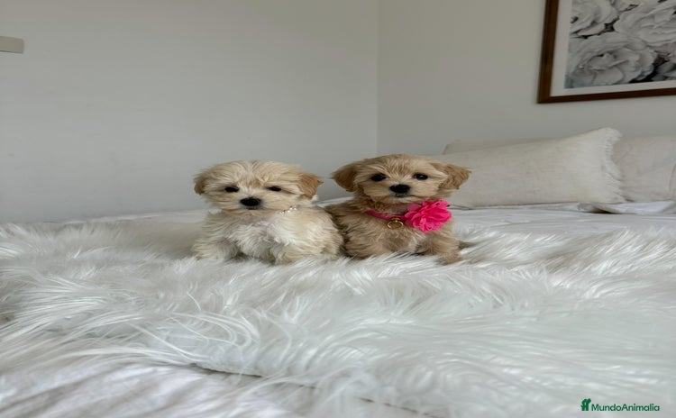 Maltipoo perros en venta - Anuncio 1