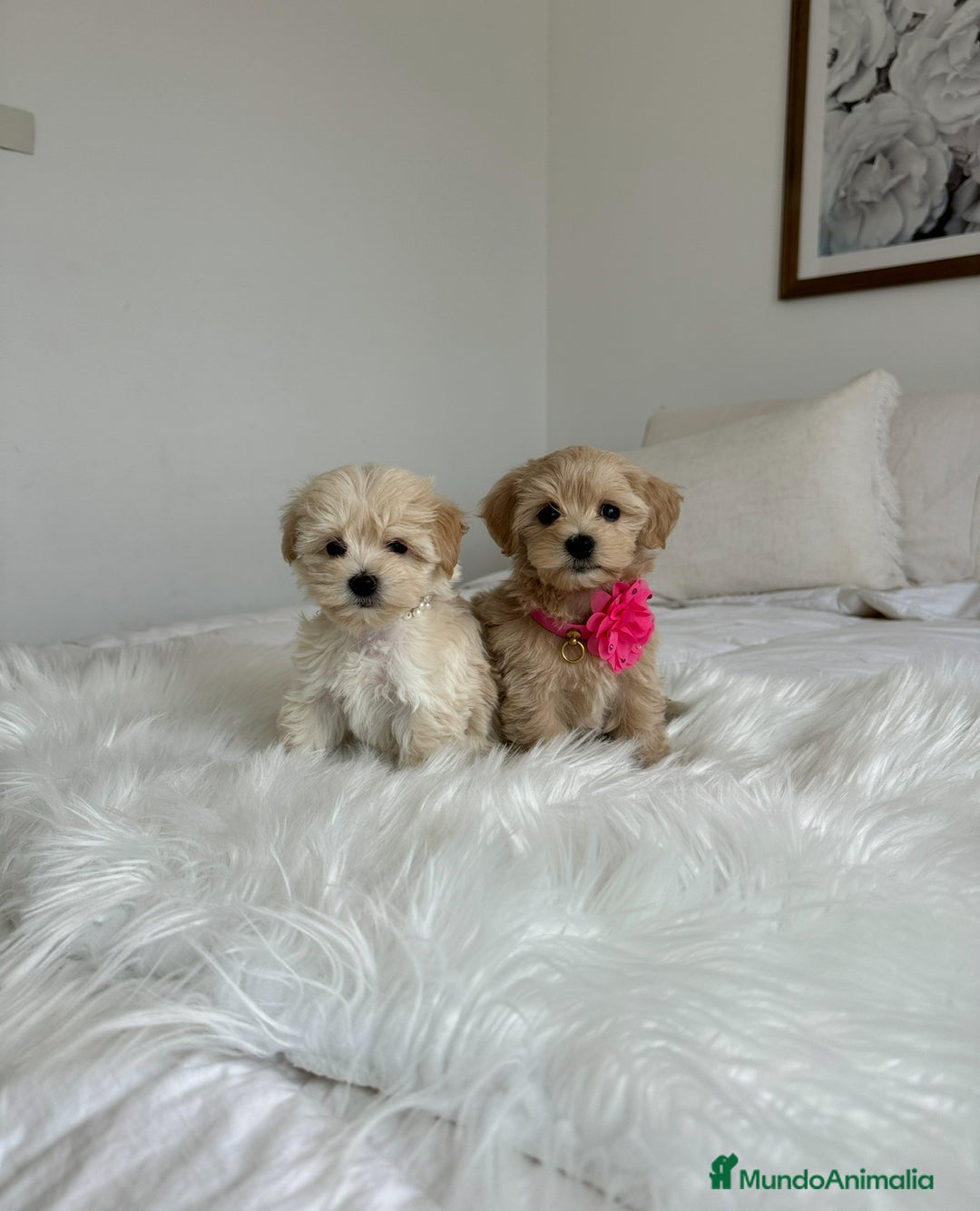 Maltipoo perros en venta: Maltipoos hembras  - Imagen 1