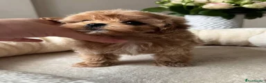 Maltipoo 1