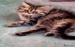 Persa gatos en venta: Gatos persa - Imagen 10