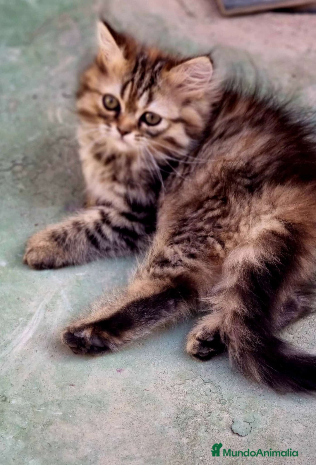 Persa gatos en venta: Gatos persa - Imagen 10
