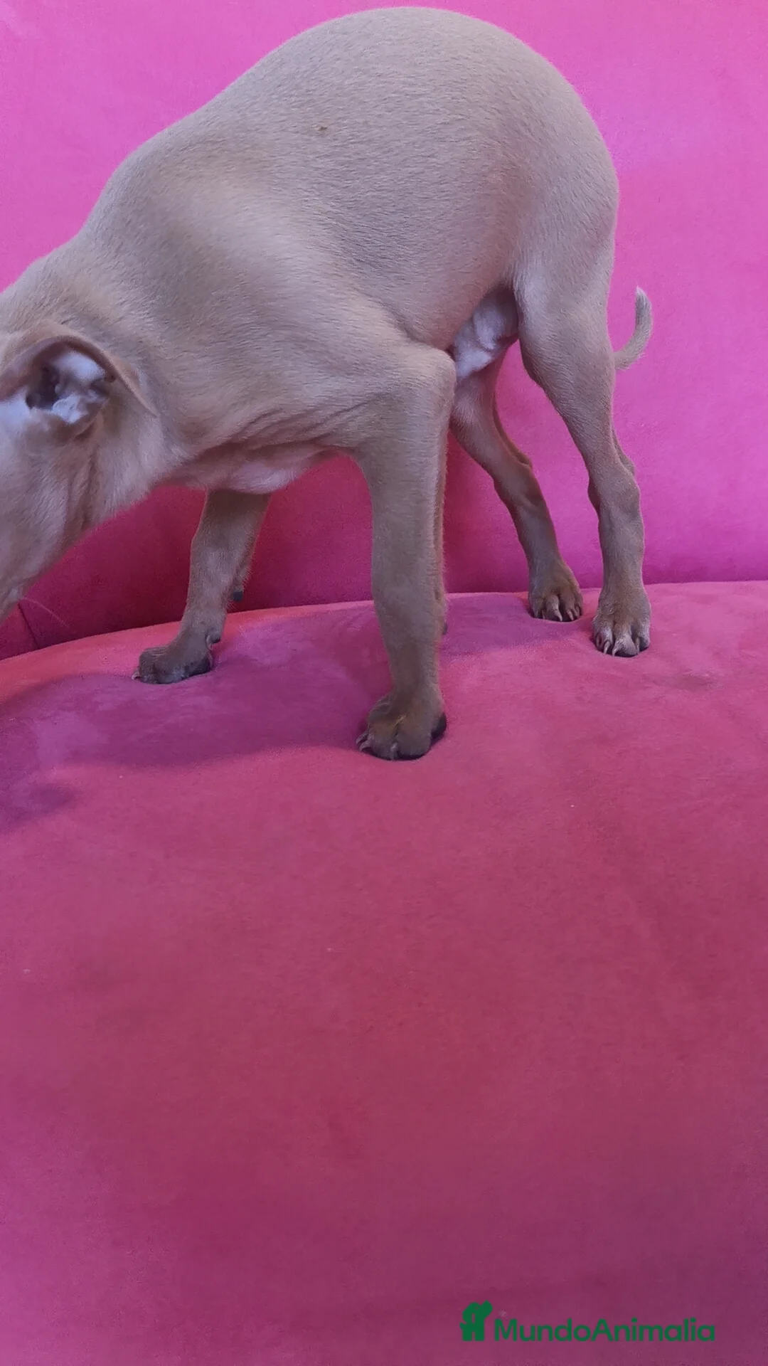 Pequeño Lebrel Italiano perros en venta: Piccolo Galgo Italiano Lebrel - Anuncio 10