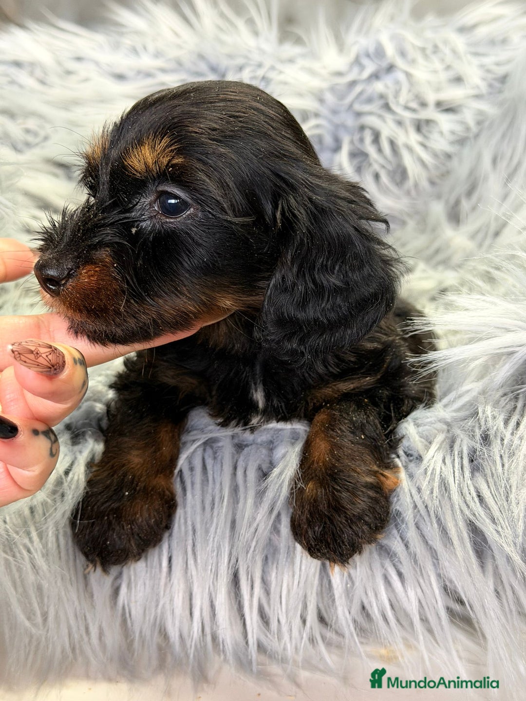 Teckel Miniatura perros en venta: Teckel pelo largo negro fuego - Anuncio 4