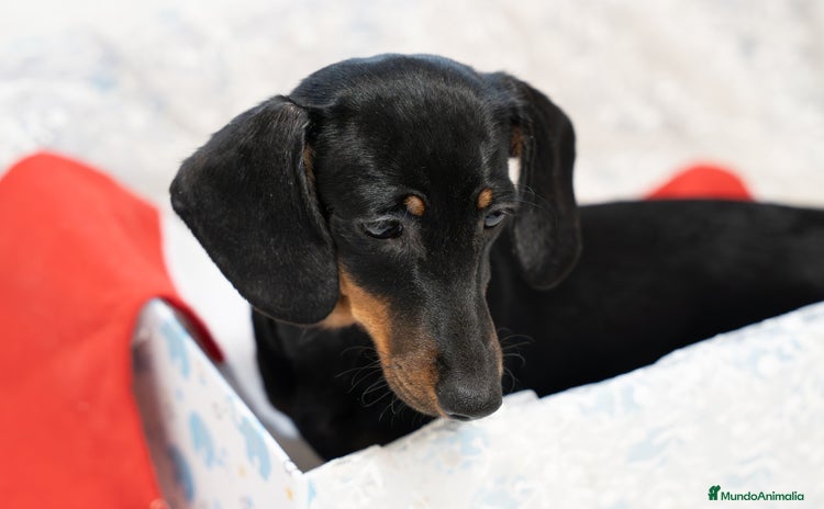 Teckel Miniatura perros Últimos Teckel miniatura disponible!  - Anuncio 1