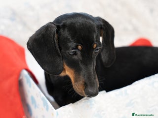 Teckel Miniatura perros Últimos Teckel miniatura disponible! - Anuncio 6