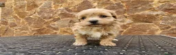 Maltipoo perros en venta: Cachorrito Maltipoo precio real - Anuncio 5