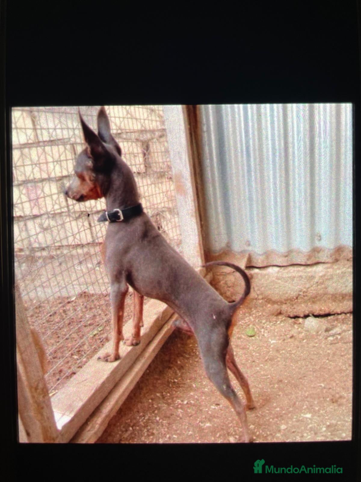 Pinscher Miniatura perros Cachorros de mini pincher - Anuncio 1