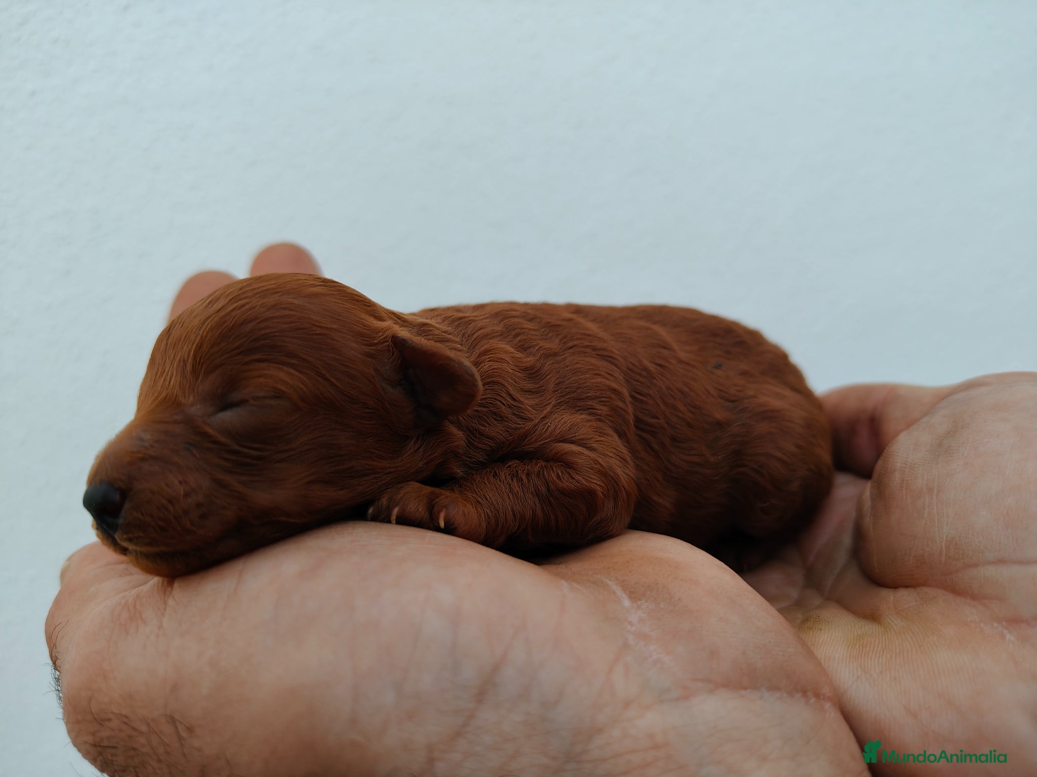 Caniche Toy perros Caniche toy  - Anuncio 1