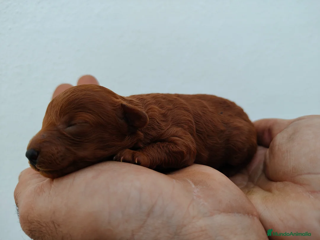 Caniche Toy perros en venta: Caniche toy  - Anuncio 1