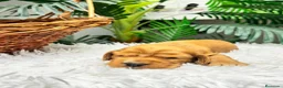 Cocker Spaniel Inglés perros en venta: COCKER SPANIEL INGLES DISPONIBLES - Anuncio 6